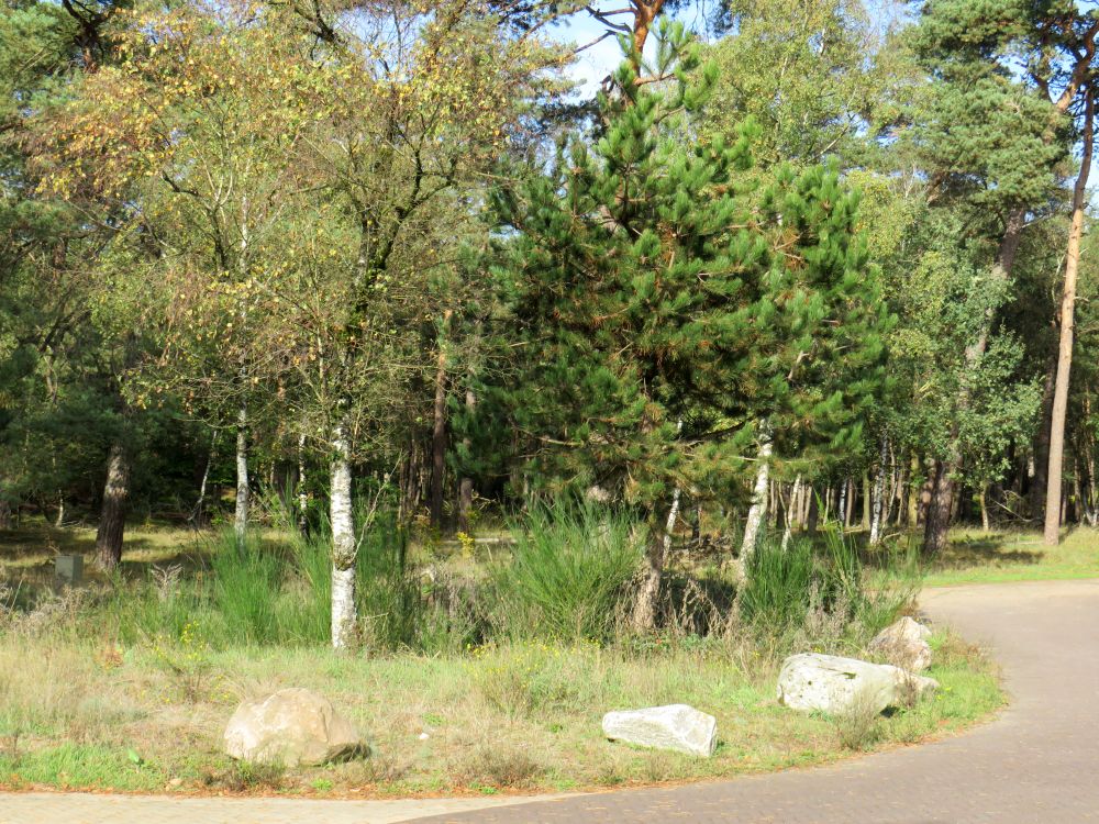 De hoge veluwe 1