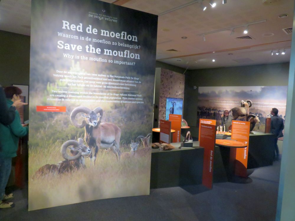 Sonderausstellung Mouflon