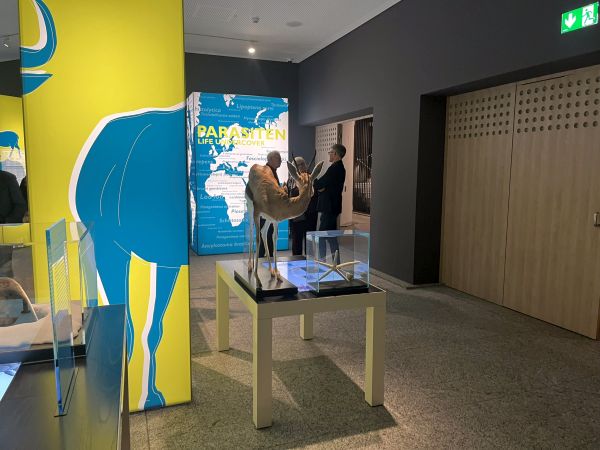 Die Ausstellung