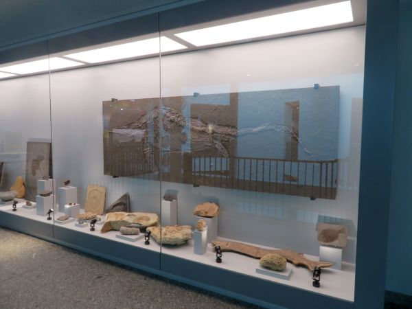 Geologische Biodiversitätsvitrine 