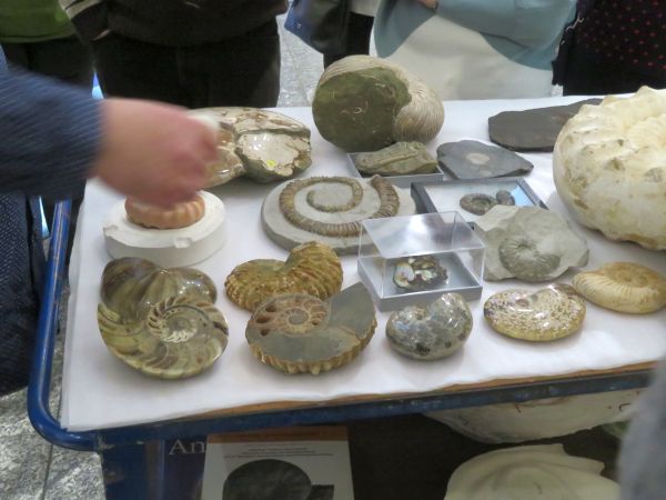 Ammoniten-Beistelltisch
