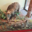 Museonder am 17.10.2026 (7)