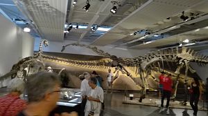 Sauropode in der Ausstellung